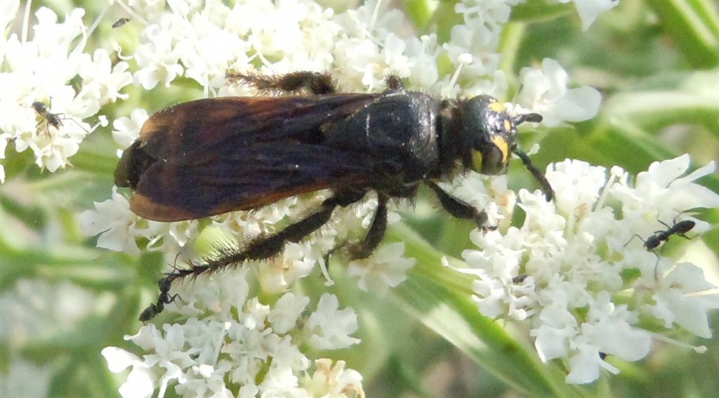 Colpa sexmaculata attaccata da formiche Tapinoma sp.